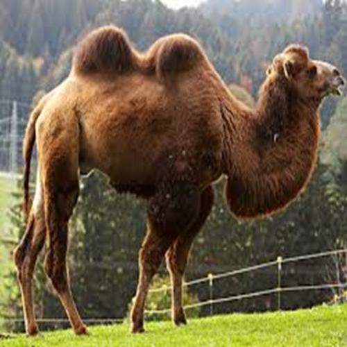 É verdade que as corcovas dos camelos podem armazenar água?
