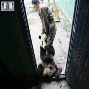 Com medo de terremoto, panda agarra-se nas pernas de tratador na China