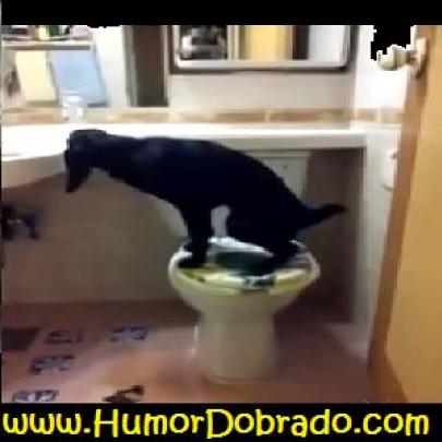Vídeo Cómico - Compilação de cães engraçados!