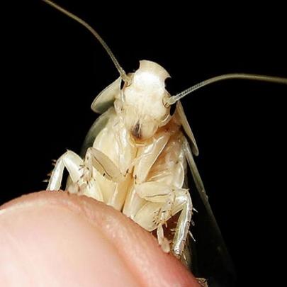 Uma raridade da natureza . a barata albina conheça e surpreenda-se 