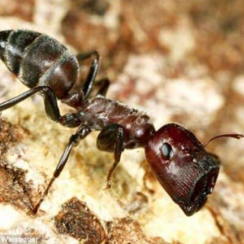 Cientistas descobriram uma espécie de formiga suicida.