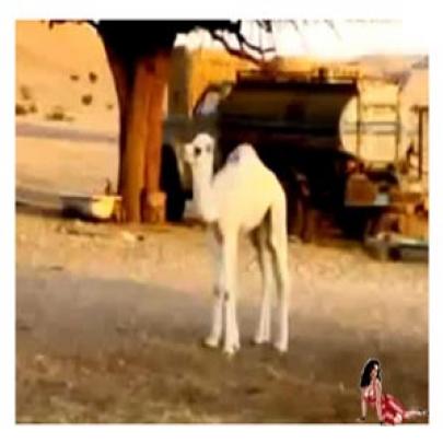 Quantos camelos você vê no vídeo?