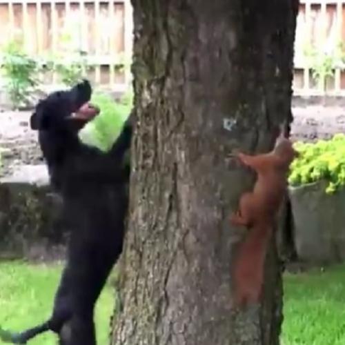 Esquilo brincalhão se diverte com cachorro