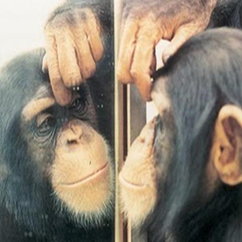 Conheça os hábitos dos Chimpanzés e curiosidades