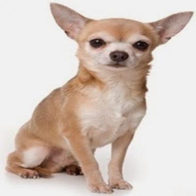 Primeiro banho!! O Chihuahua é a menor raça canina do mundo.