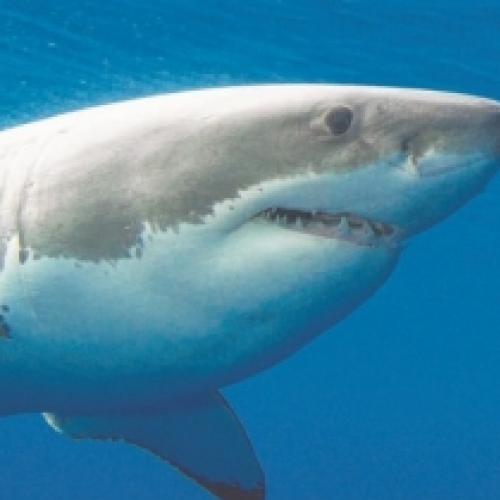 Top 10 tubarões mais perigosos do mundo