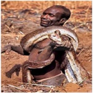  Como caçar uma píton africana  