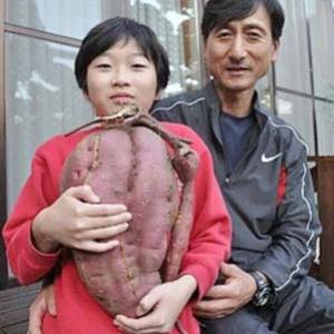 Legumes mutantes cerca de Fukushima