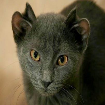 Conheça o gatinho que nasceu com 4 orelhas