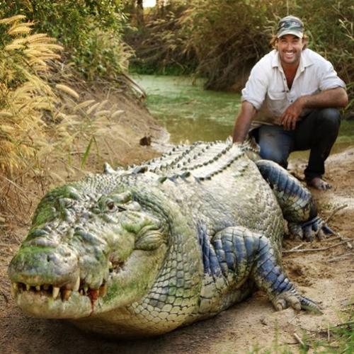 Crocodilo monstro de 3 pernas