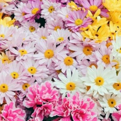 Flores Margaridas, quando florescem e como cuidar