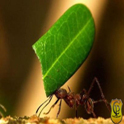 Descubra como as formigas conseguem carregar até 15 vezes seu peso