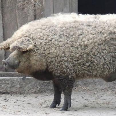 Conheça Mangalitsa, o Porco Ovelha