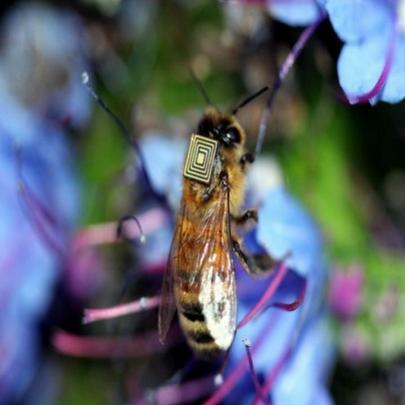 As abelhas cibernéticas que poderão salvar o planeta