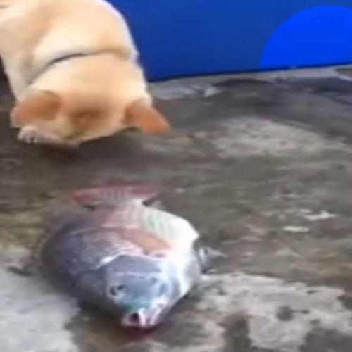 Cachorro jogando água nos peixes para eles não morrerem