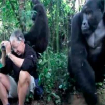 Fotógrafo é abordado por grupo de gorilas selvagens e passa por apuros