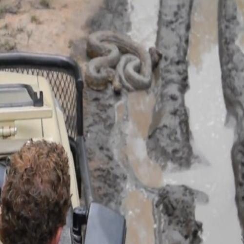 Cobra gigante dá bote em carro com turistas. Veja!