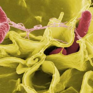 Micróbios que combatem infecções