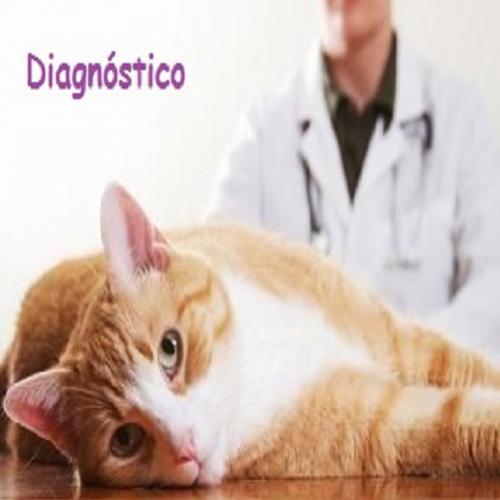 Peritonite Infecciosa Felina (PIF): Sintomas, tratamento e prevenção