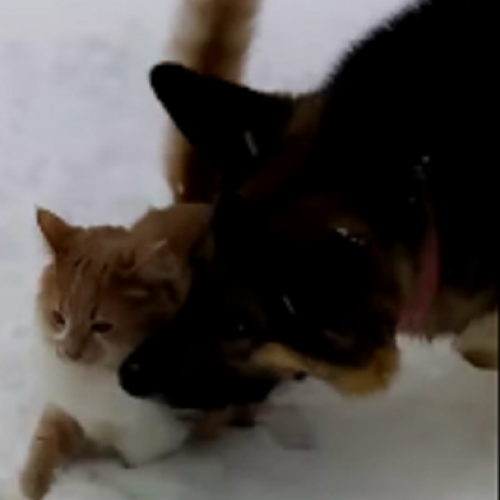  Cão Empurra a Cabeça do Gato na Neve