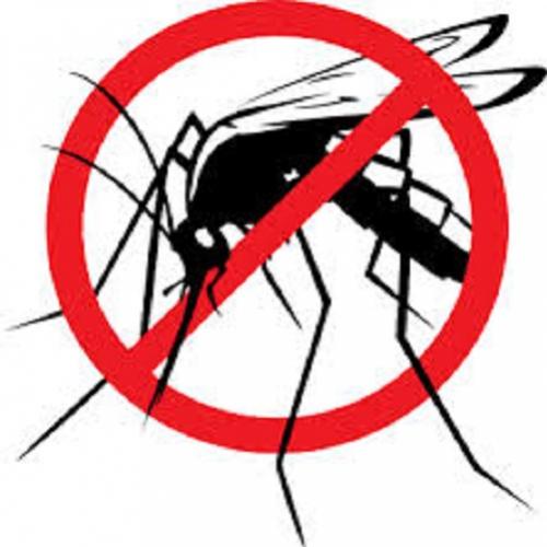 Dengue: conheça maneiras simples de prevenir
