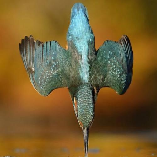 Fotos incríveis do pássaro Martim-pescador
