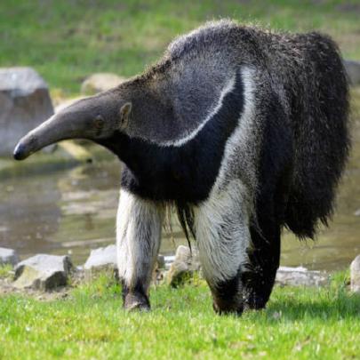Tamanduás-bandeira um animal belo, curioso e linguarudo