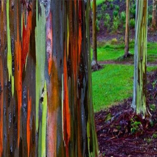 O eucalipto arco íris - A incrível árvore colorida da Nova Guiné