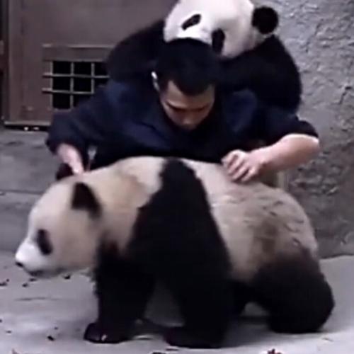 Não é nada fácil cuidar de filhotes Panda