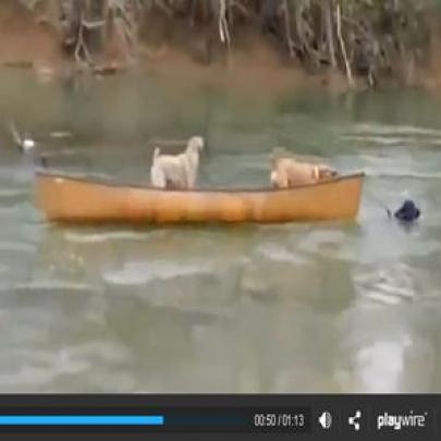 Labrador salvando 2 outros cachorros