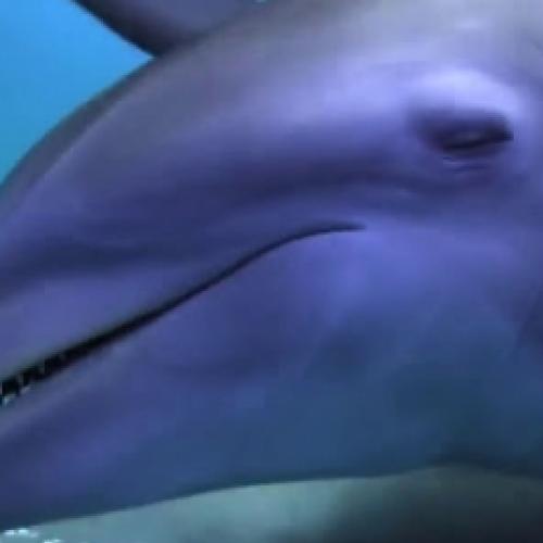 Golfinhos ficam doidões ao usar veneno de baiacu