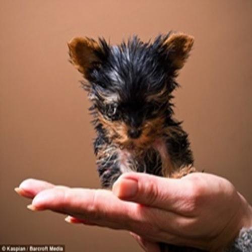 Curioso o menor cão do mundo. Meysi 