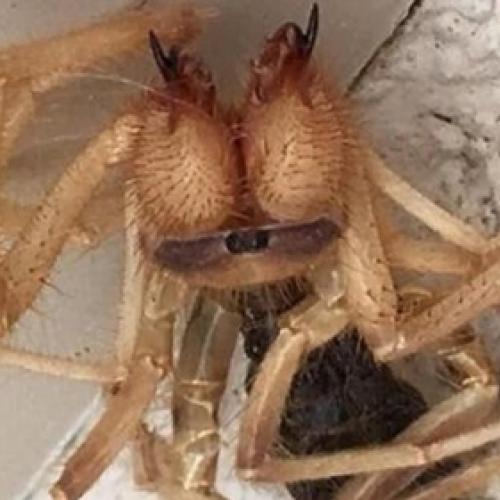 Criatura misto de Aranha e Escorpião assusta família