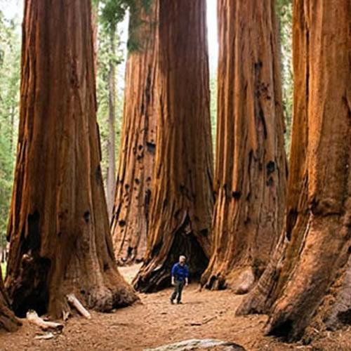 As curiosas sequoias gigantes da Califórnia