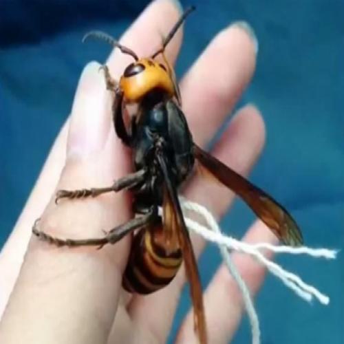 Japonês diz manter maior vespa do mundo como bicho de estimação