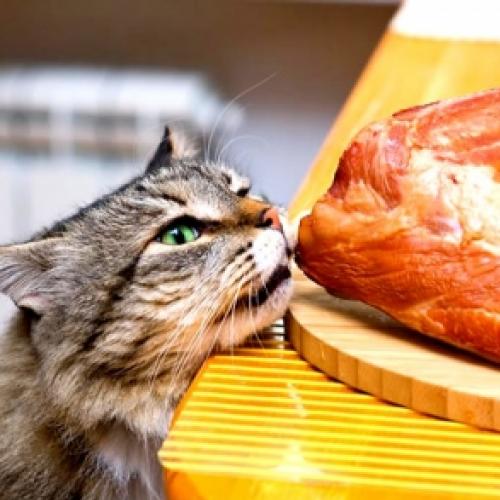Gato pode comer carne?