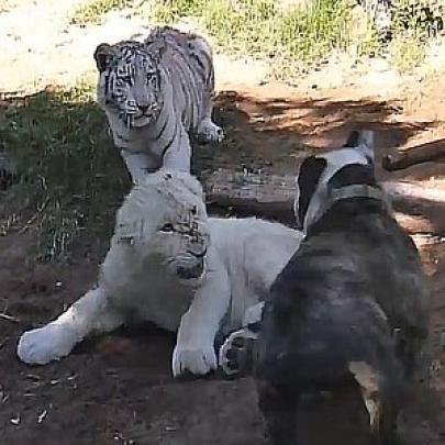 Encontro entre Bulldog, Tigre e Leão, não tinha nada pra acabar bem...