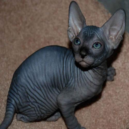 Que bicho é este? – Sphynx