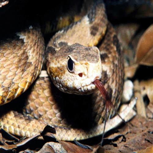 As cinco cobras mais venenosas do mundo