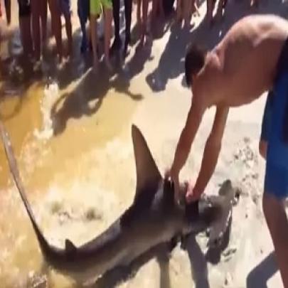 Tubarão-martelo dá a luz na beira da praia 