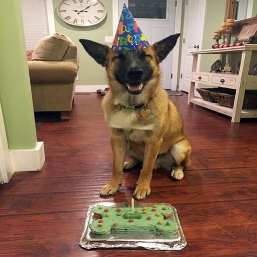 30 Animais e suas festas de aniversários