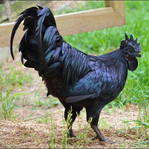 Conheça a rara galinha indonésia que é totalmente preta