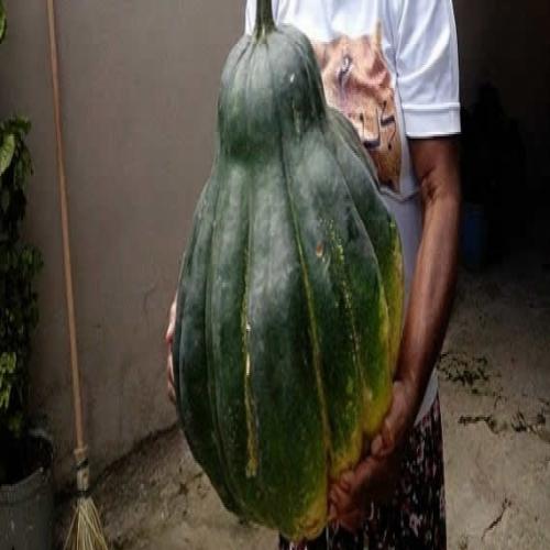 Abóbora de 19kg é encontrada por lavrador na Bahia
