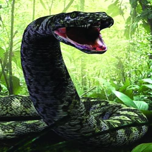 Conheça maior cobra que já existiu no planeta