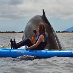Casal em caiaque é surpreendido por baleia de 36 toneladas