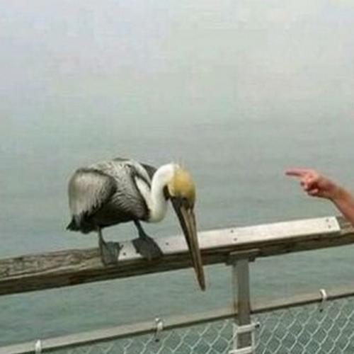 Pelicano tomou um corretivo da vovó