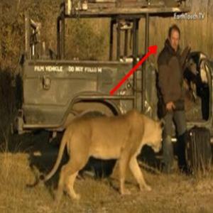 TENSO: o encontro íntimo de um fotógrafo com uma leoa na savana