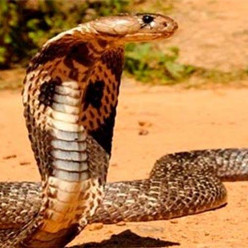 Top 10 serpentes mais venenosas do mundo