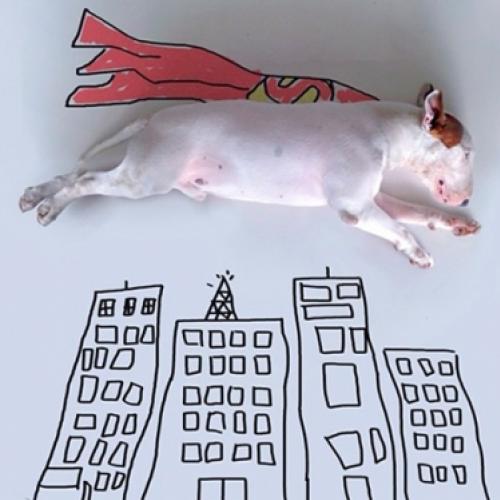 Artista cria divertidas ilustrações com o seu cachorro