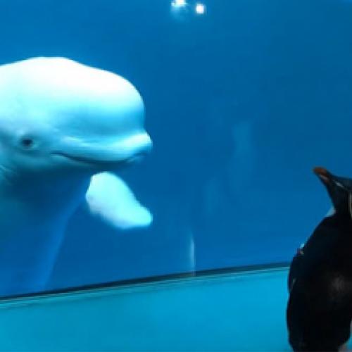 Pinguim e baleia se conhecem pela primeira vez